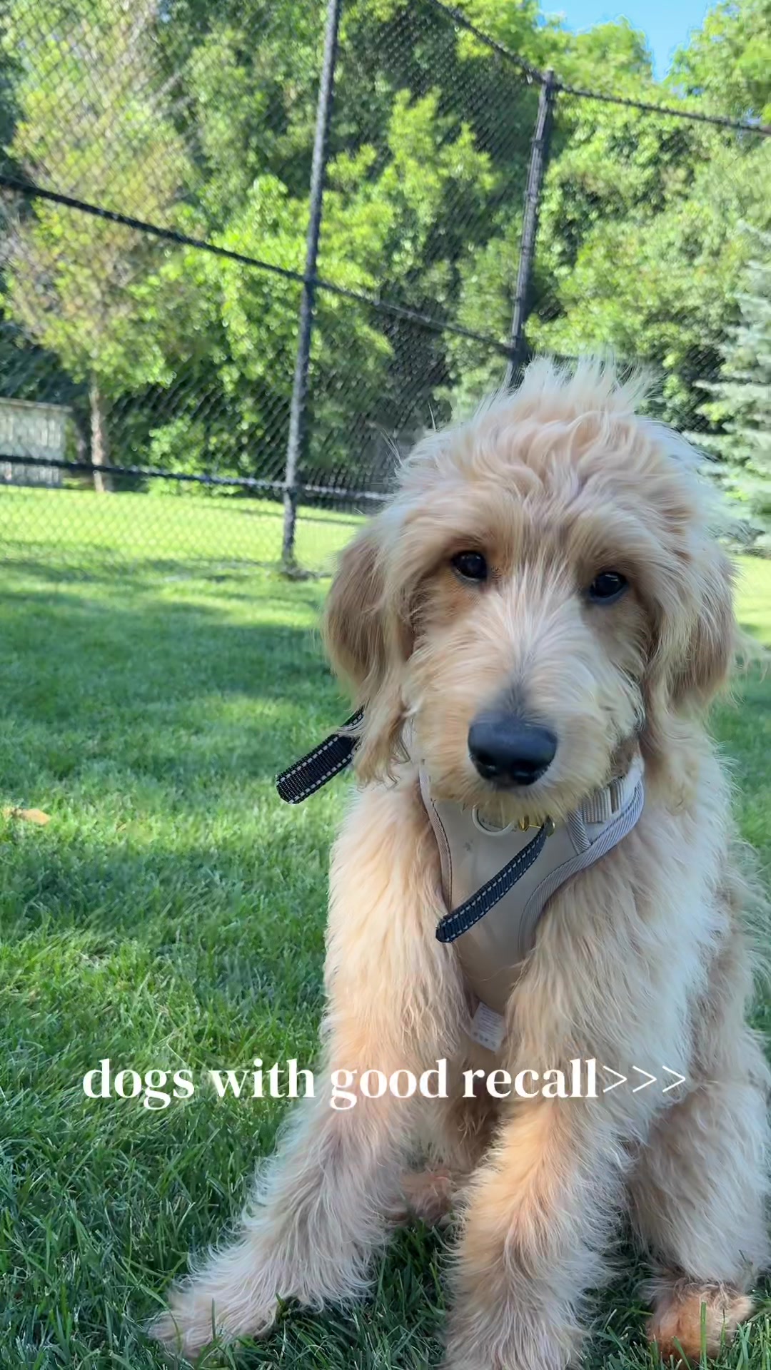 TikTok post by @ellewalters_11 for Jugbow. Caption reads: [...] running! #dogtraining #dog #dogmom @Jugbow....
