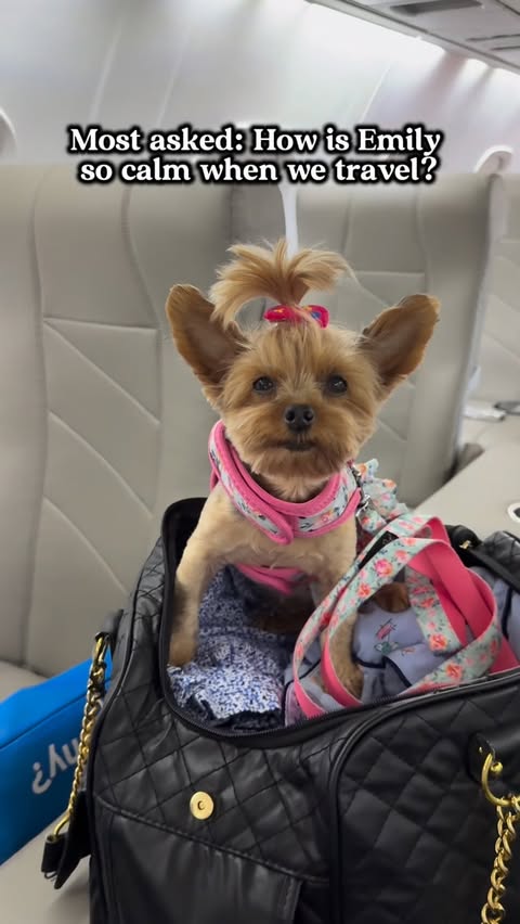 Instagram post by @nycyorkiegirls for NaturVet. Caption reads: How do you keep your dog calm when you....