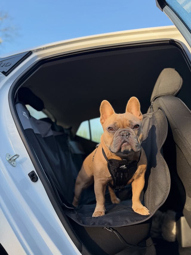 Instagram post by @tj.the.frenchie for Kurgo. Caption reads: [...] the car mud and dog hair free with the....