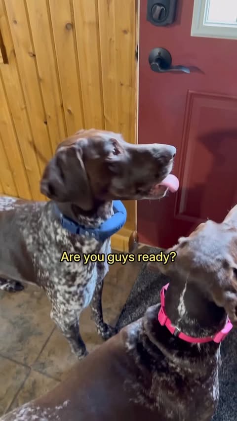 Instagram post by @bellaandchancegsp for Halo Collar. Caption reads: [...] safe doesn’t have to be.

The new....