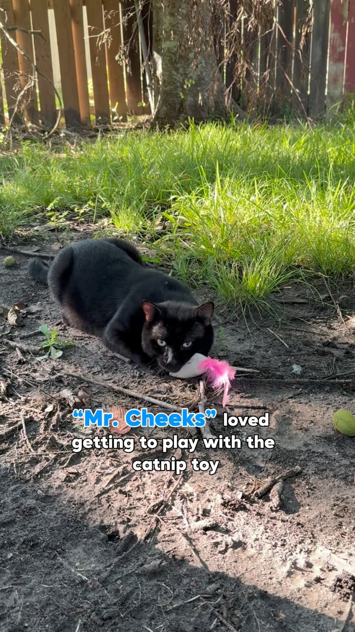 Instagram post by @mersha.theminipanther for PrettyLitter. Caption reads: Come with us to feed our Community Cats! 
We....