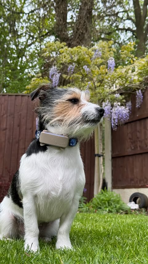 Instagram post by @walkies_with_woody for Tractive. Caption reads: [...] we needed 🫶🏼 we’ve been testing out....