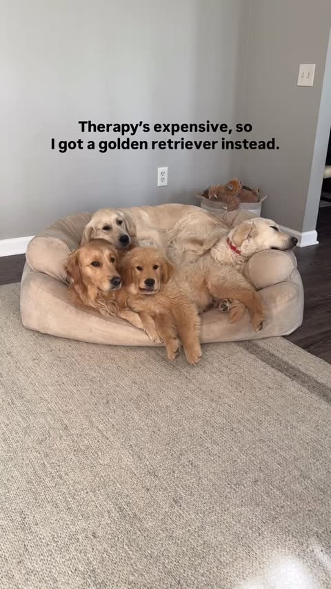 Instagram post by @threegoldiesonepyr for Snoozer Pet Products. Caption reads: Dogs.. the only therapy that actually works.....