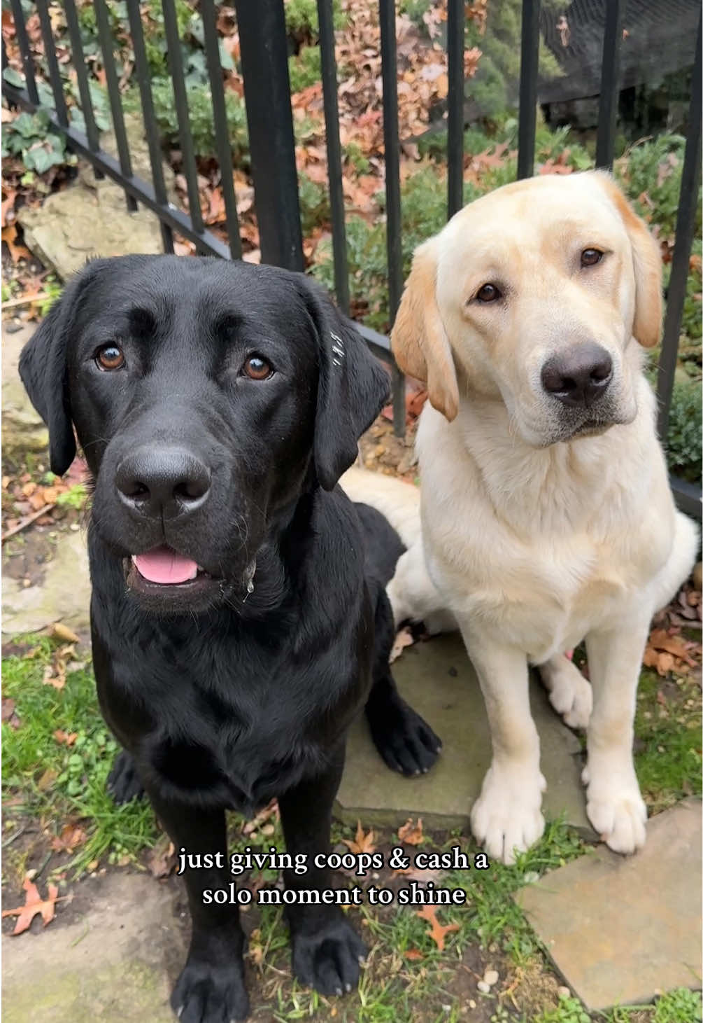 TikTok post by @lolableubailey for Purina. Caption reads: [...] ear? Or Cashel’s head tilt?🖤💛🥰🥰@PURINA....