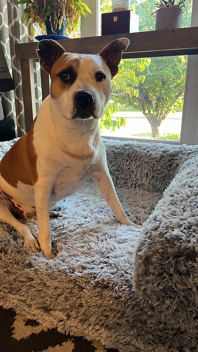 Instagram post by @coffeedreamsandmilkbonewishes for Pet Releaf. Caption reads: 🐾🐶🐾🐶 We are so excited… @petreleaf is now on....