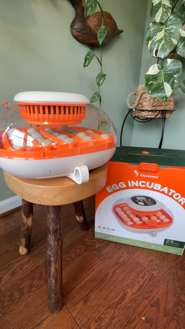 Instagram post by @cheez_and_quacker for Chickcozy. Caption reads: @chickcozy_ really has never failed us with their....