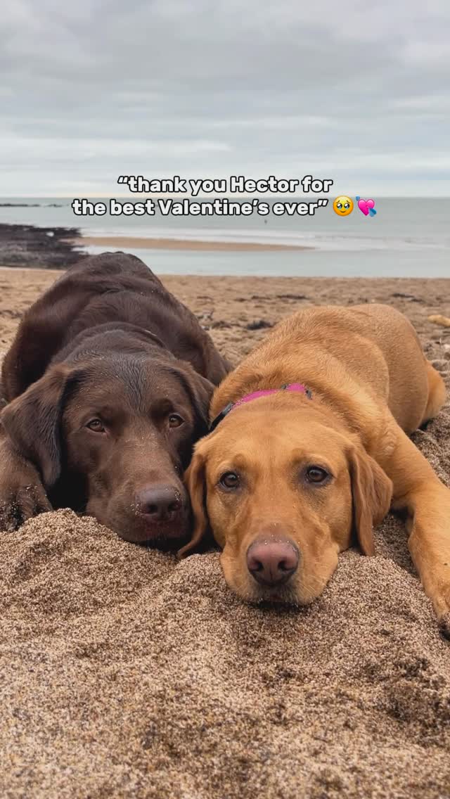 Instagram post by @foxredpeggy for Butcher's Dog Food. Caption reads: Is this the cutest date you’ve seen? 🥹💘
 
Hello....