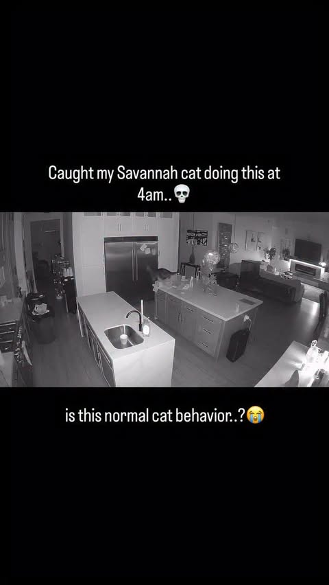 Instagram post by @patriick for Petlibro. Caption reads: [...] staring at walls at 3am...So I got the....