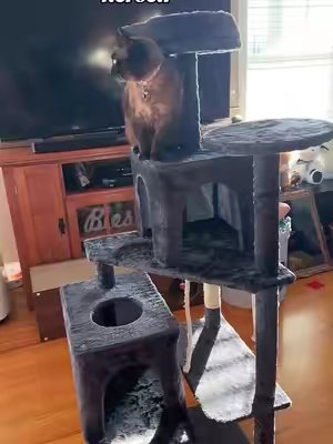 TikTok post by @izzy_the_siamese for WeCharmer Store. Caption reads: [...] needs a new favorite spot. 🐾✨@WeCharmer....