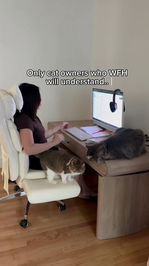 Instagram post by @phoebe.thescottishfold for Oneisall. Caption reads: [...] means extra fur and chaos 😂🐱💻 The....