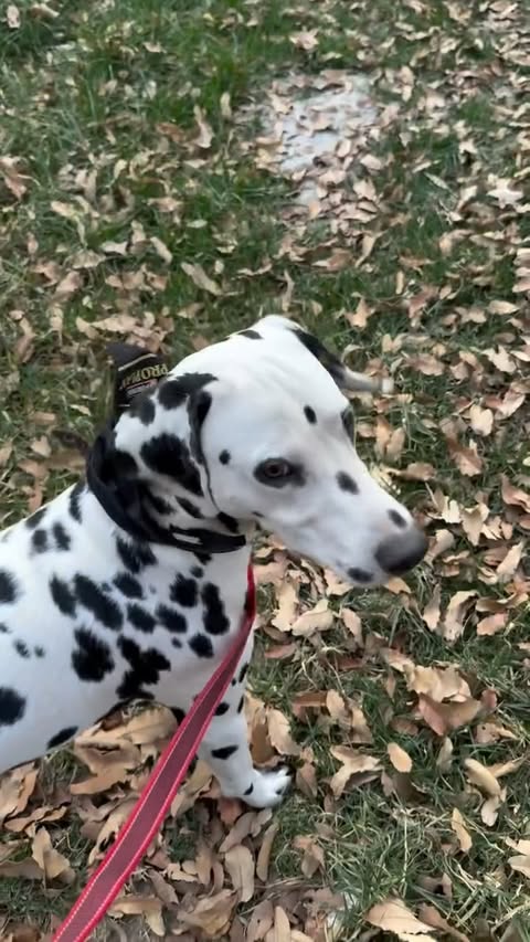 Instagram post by @rolhervert for PURINA PRO PLAN. Caption reads: Cómo extrañaba a Zizou y se nota que le gustó su....