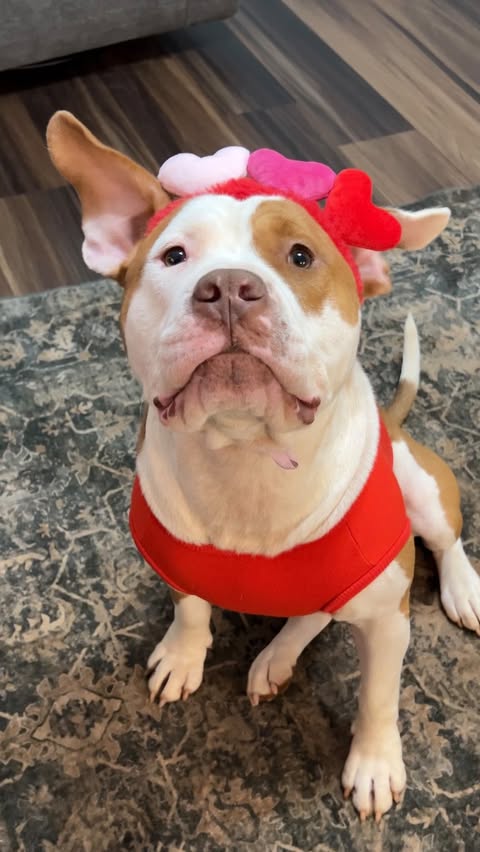 Instagram post by @andersoncountypaws_sc for Farm to Pet. Caption reads: [...] (with his own hard earned money!) and....