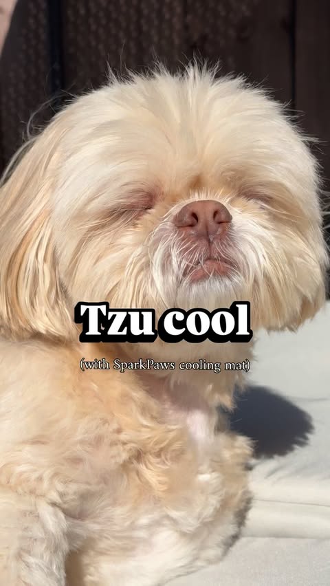 Instagram post by @blondeandtzus for Spark Paws. Caption reads: [...] shade? Cooling mat kindly gifted from....