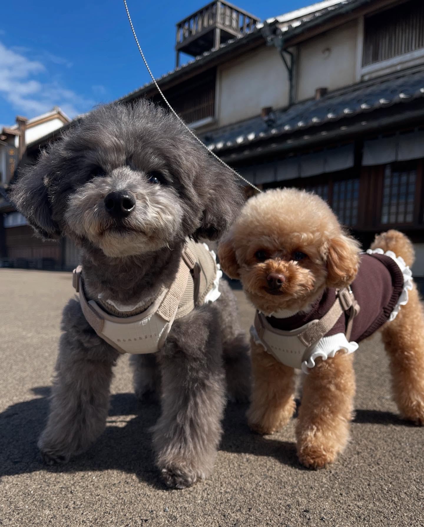 Instagram post by @michi.sora2019 for Mon Cheri. Caption reads: _
🩶そらandにこ🤎

@moncheri.dog....