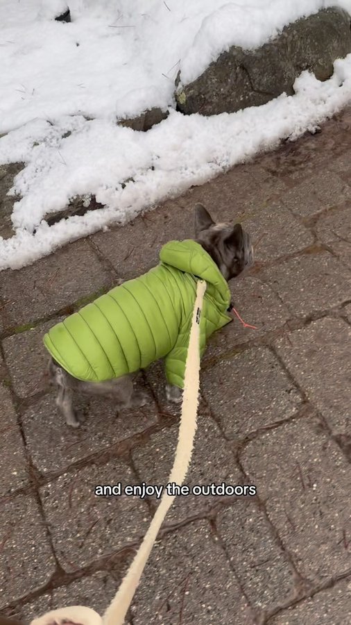 Instagram post by @winstonthefrenchiee_ for Skout's Honor. Caption reads: [...] cracking to even skin irritations.⁣....