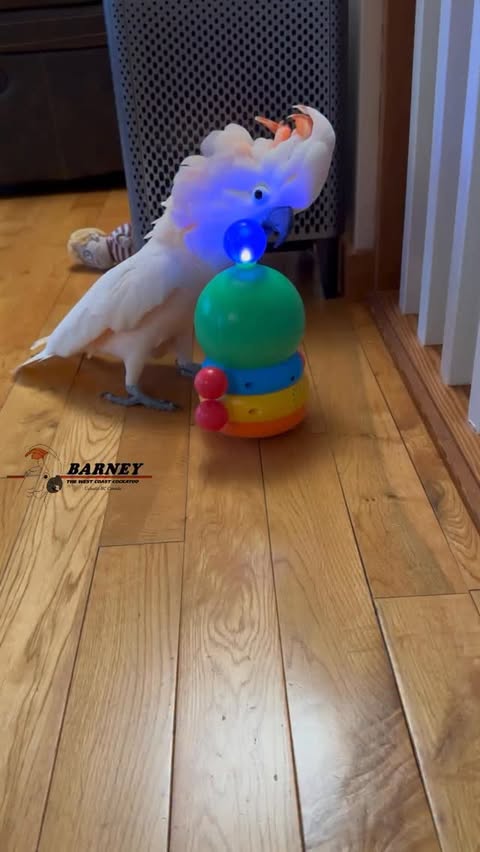 Instagram post by @barney_the_west_coast_cockatoo for Fisher-Price. Caption reads: Barney and The Rainbow Worm 🌈 ....