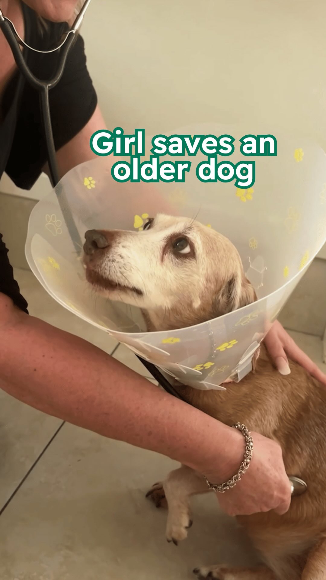 Instagram post by @cddl_buddies for Petcube. Caption reads: Girl saves an older dog and it was the best....