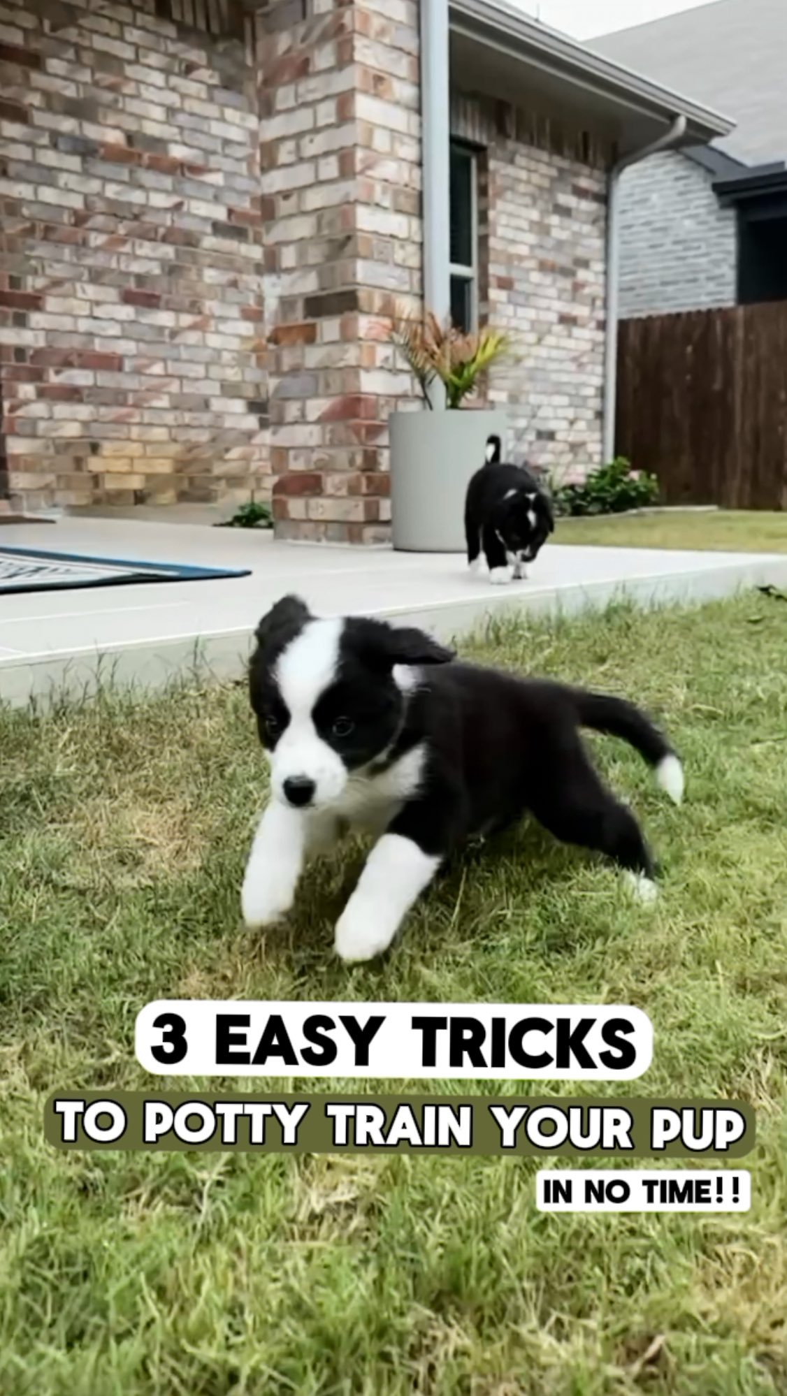 Instagram post by @stiltontheaussie for Earth Rated. Caption reads: 🚨 New pup at home? 

Potty training doesn’t have....