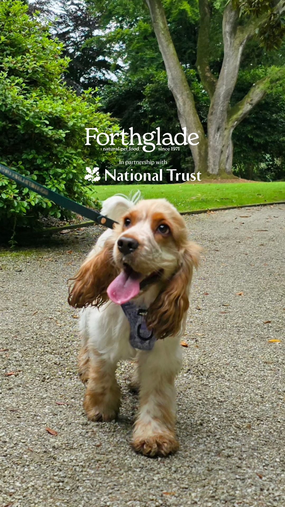 Instagram post by @our.cornish.life for Forthglade. Caption reads: We’re proud to be partnering with the....