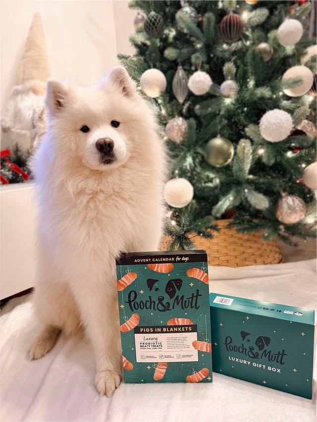 Instagram post by @thebinksbrothers for Pooch and Mutt. Caption reads: Happy 1st December ✨

I couldn’t leave Kobi out so....