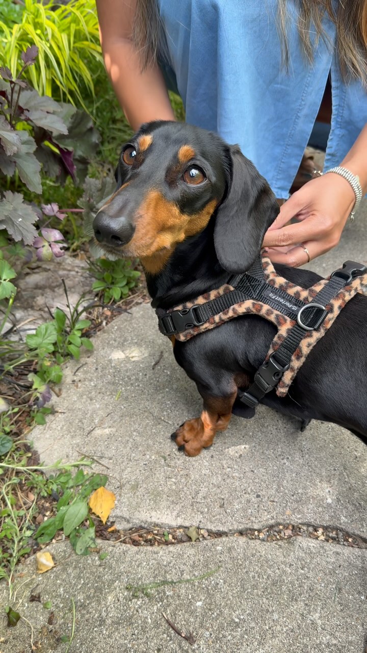 Instagram post by @piper_the_dachshund_uk for WeRateDogs. Caption reads: When your new @perfectfitharness brings out your....