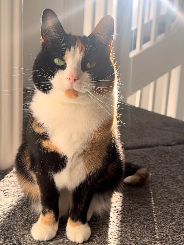 Instagram post by @a.cat.named.callie for Lily's Kitchen. Caption reads: [...] 100%… what shall I do next? 🧡 #ad....