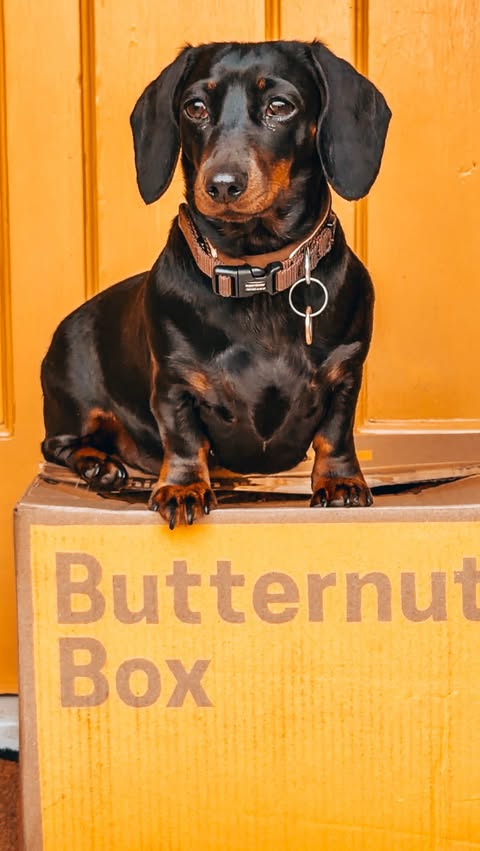 Instagram post by @notsosmugnow for Butternut Box. Caption reads: [...] the nutrition they need. @butternutbox has....