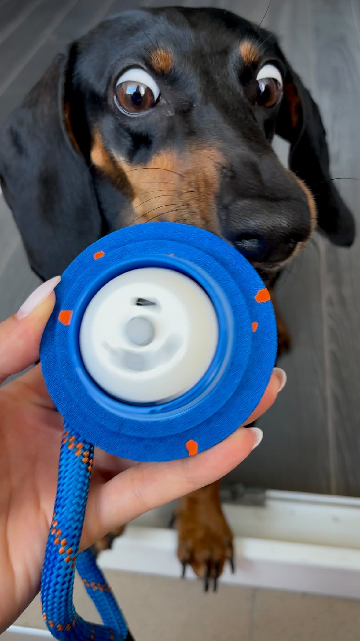 Instagram post by @noaathemini for Cheerble. Caption reads: She blinked. I bought it.🐾💗
Her excitement is....