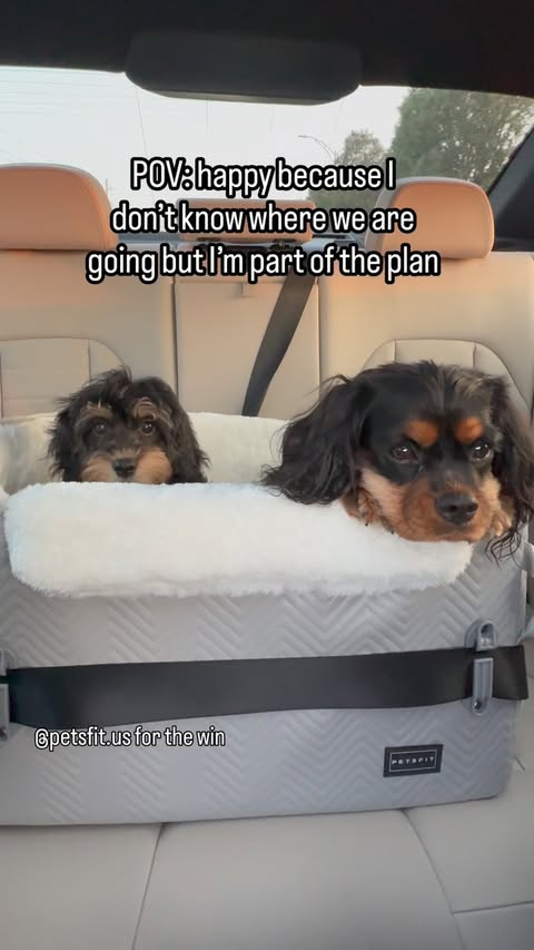 Instagram post by @paisleythecavapooooo for Petsfit. Caption reads: #ad #petsfit Mom handles the directions.....