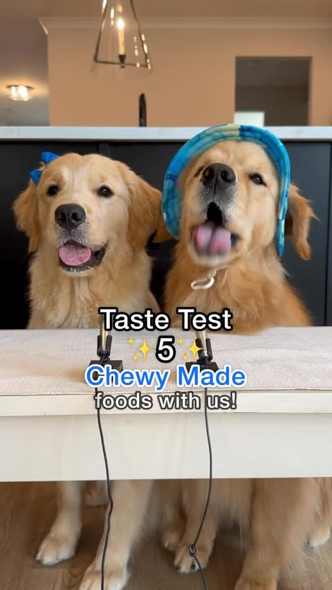 Instagram post by @pearl.the.golden.girl for Chewy. Caption reads: [...] test featuring some of their favorite @chewy....