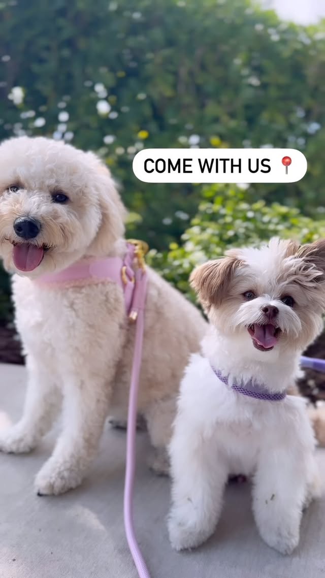 Instagram post by @remyrose_goldendoodle for Cavology. Caption reads: [...] harness for a spin! We give the new....