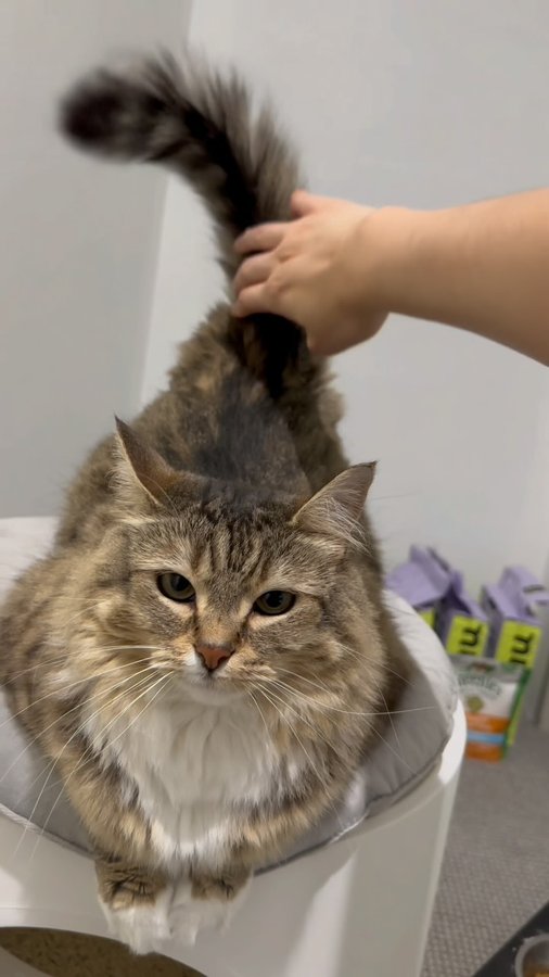 Instagram post by @lunaistabby for MICHUPET. Caption reads: Thank you @michupet_australia for the lovely....