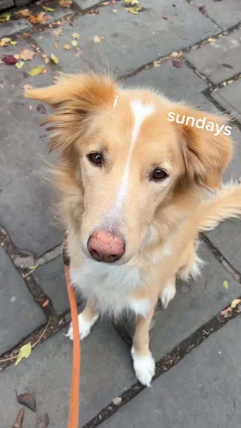Instagram post by @__sarahkerr for Sundays for Dogs. Caption reads: [...] life of a NYC dog walker treating the pups....