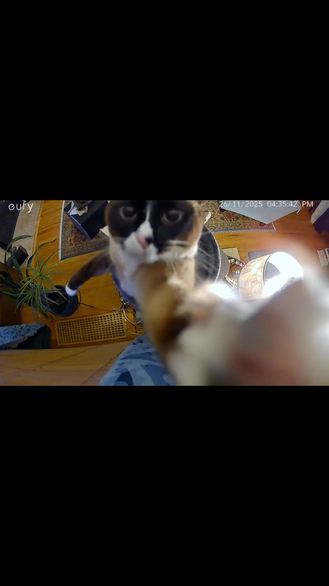 TikTok post by @catluminati for Eufy. Caption reads: Thanks to the @eufy US camera, i can keep an eye....