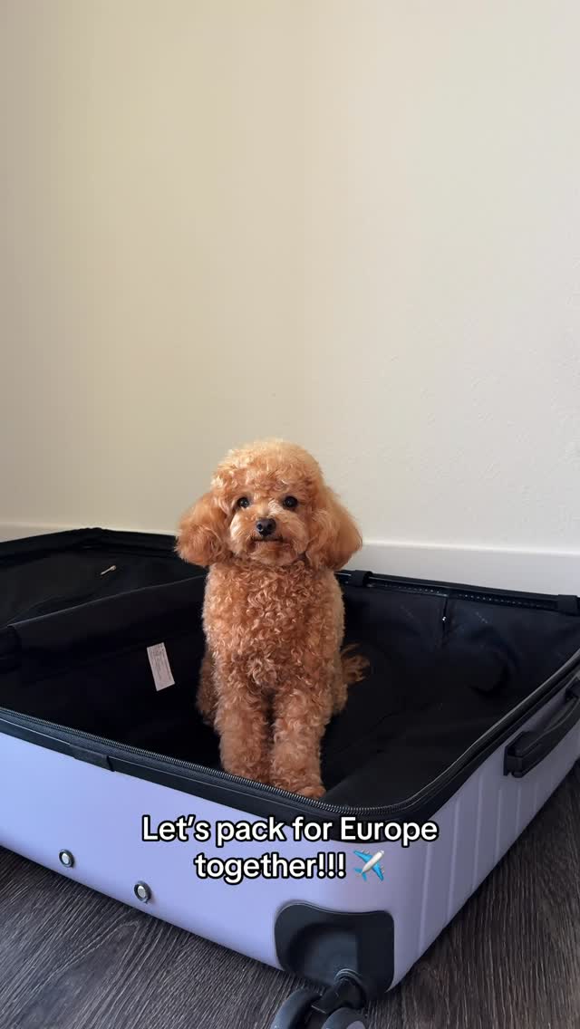 Instagram post by @thetoypoodlehugo for Furb. Caption reads: [...] slgotta travel in style!i 🇪🇺🧳 @furb.co....