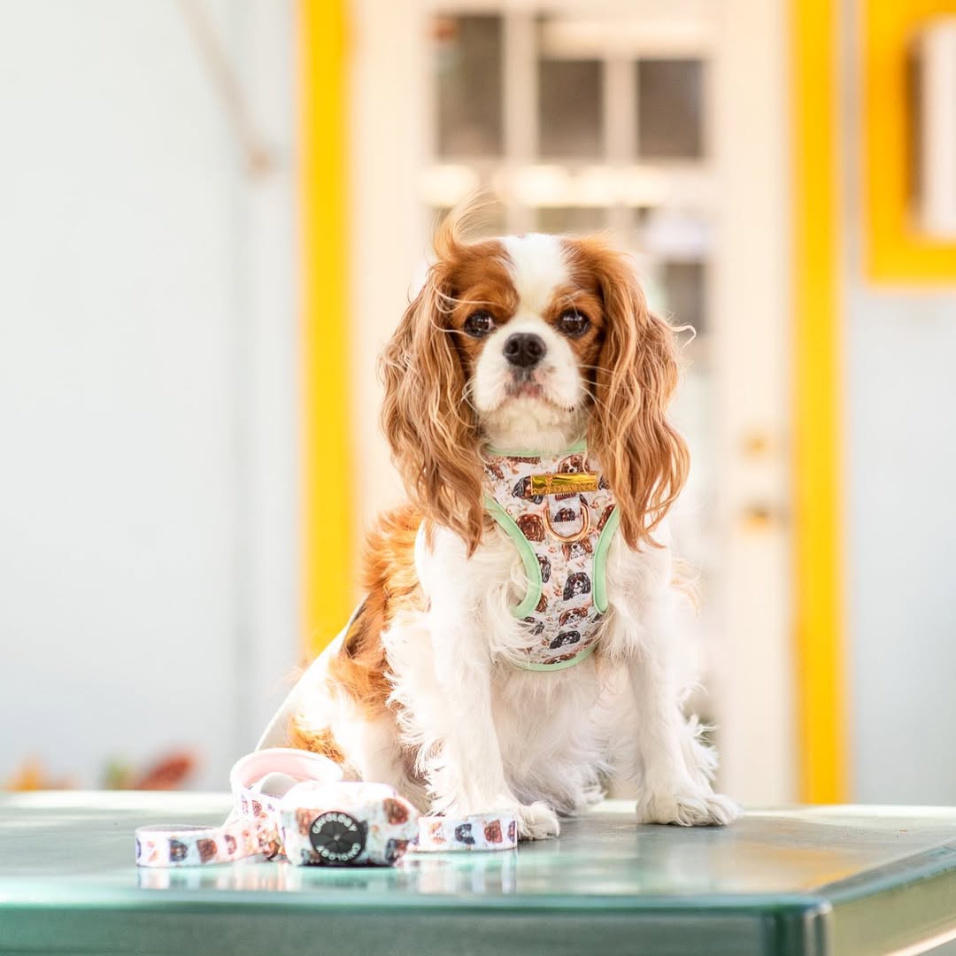 Instagram post by @zoeymycav for Cavology. Caption reads: [...] to all of you from around the world....