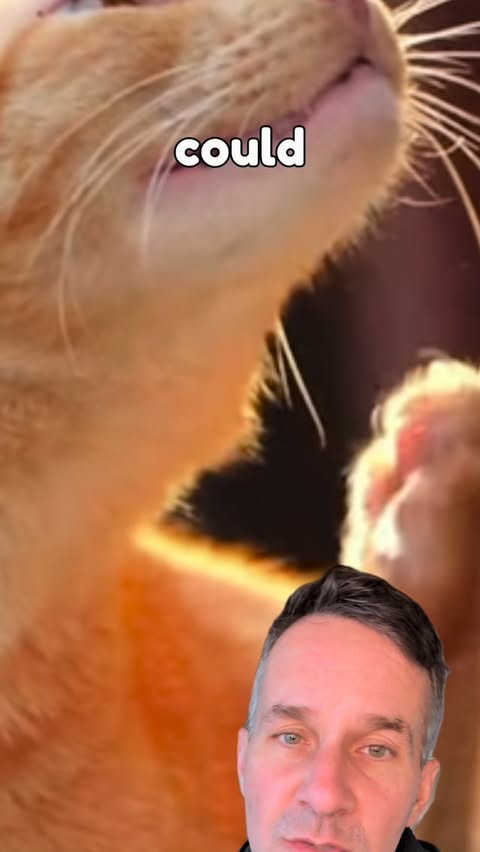 Instagram post by @dr.mattmcglasson for Fera Pets. Caption reads: Fera Pets Fish Oil is vet-created, NASC [...].