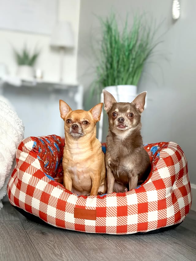 Instagram post by @thechihuahua_squad for Pawsome Paws Boutique. Caption reads: [...] x Paddington Dog Beds❤️ @pawsomepawsboutique....