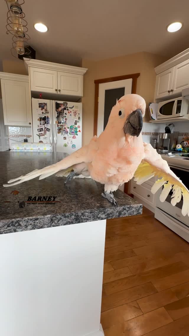 Instagram post by @barney_the_west_coast_cockatoo for Conair. Caption reads: Barney’s most favourite activity, he loves the....