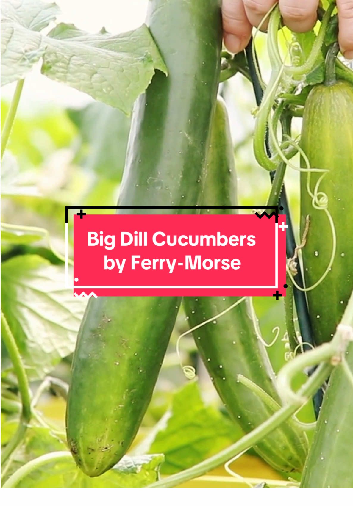 TikTok post by @redleafranch for Ferry-Morse. Caption reads: [...] season thanks to my friends over at....