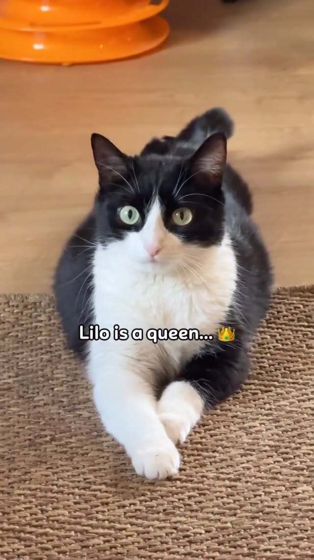 Instagram post by @lilochipie for Cheerble. Caption reads: READ THE DESCRIPTION ⬇️

✨Best Deal of the year:....