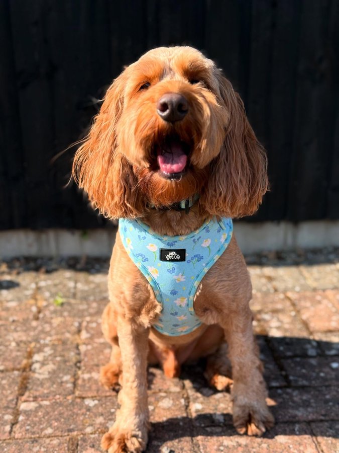 Instagram post by @iamwoodythecockapoo for Hello Beenie. Caption reads: 😛 Tuesday 😝

Mumma watched the weather this....