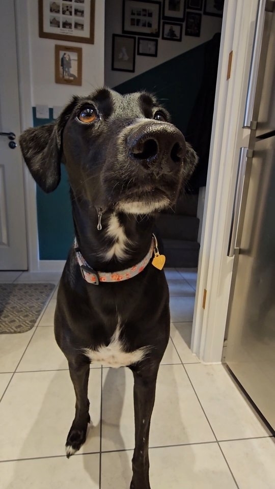 Instagram post by @charli_puppydog for Burns Pet Food. Caption reads: CHAR CHAR CANT GET ENOUGH #poweredbyburns #funny....