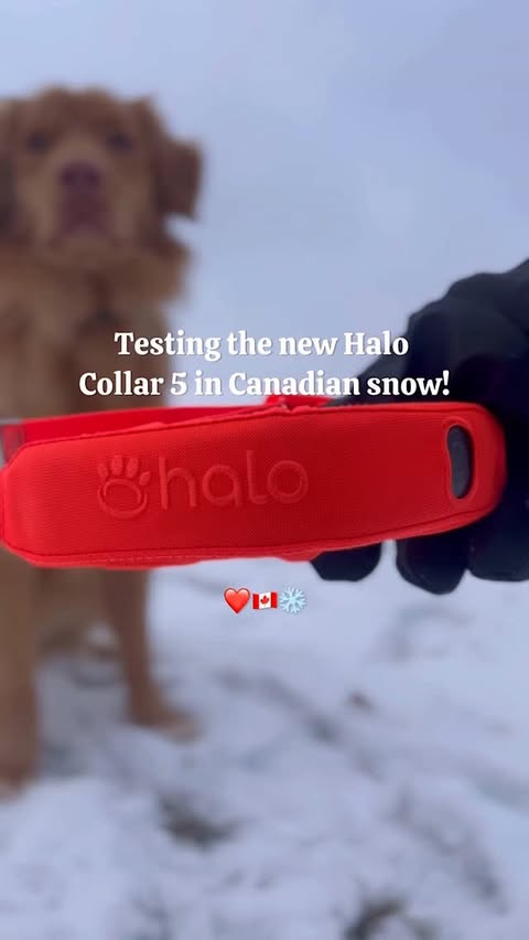 Instagram post by @tiller_thetoller for Halo Collar. Caption reads: [...] Worry never — thanks to the new @halocollar....