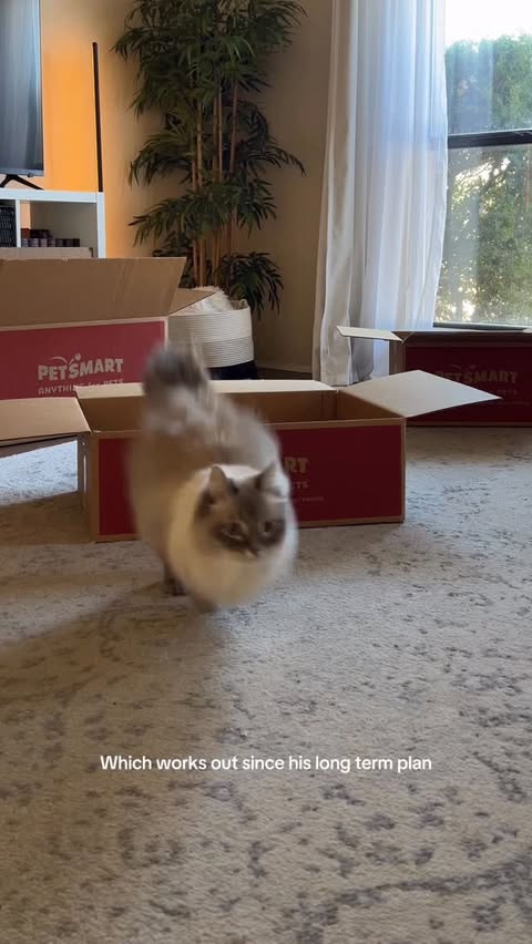 Instagram post by @nimbus_siberian for PetSmart. Caption reads: [...] is treats and boxes… so yes, we use....