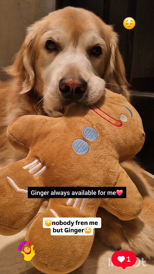 Instagram post by @shaggythegoldenone for Amazon Pets. Caption reads: 💙 When pawrents are bizi, I count on my fren....
