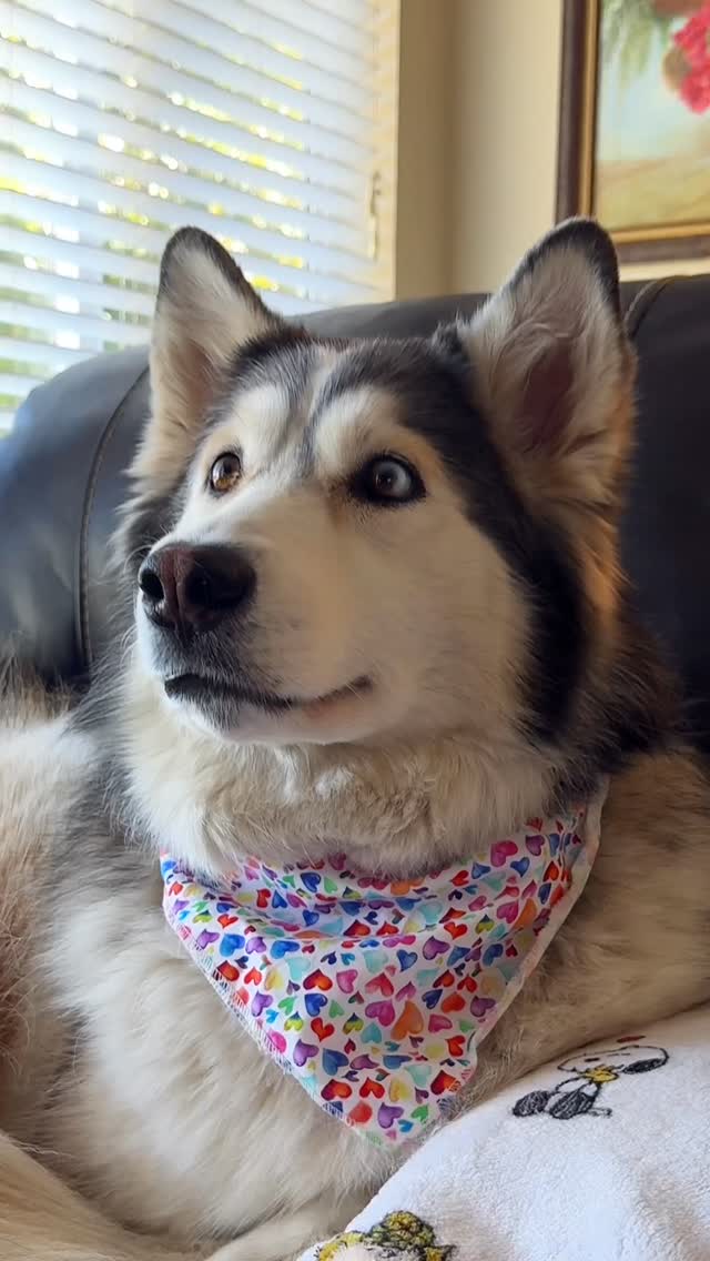 Instagram post by @penelly.watches.telly for Budweiser. Caption reads: this is one of my favorite @budweiser commercials....