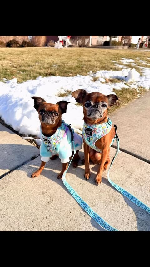 Instagram post by @gizmo_and_peyton for Sassy Woof. Caption reads: [...] our ears 🙊!! Good thing we have our....