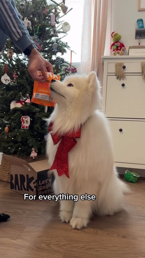 Instagram post by @technobark for BarkBox. Caption reads: [...] dreaming of a Christmas morning full of....