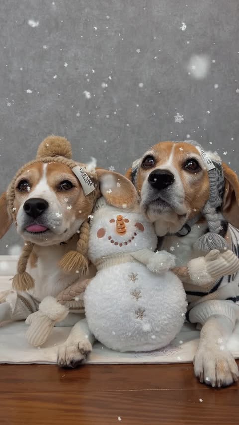 Instagram post by @koume_dog_chiyo for Doggy Box. Caption reads: ❤️小梅＆チヨ❤️koume&chiyo

Doggy box....